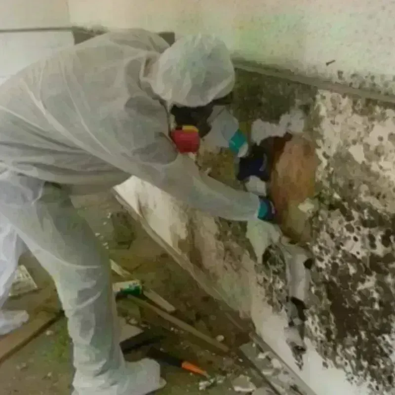 Mold Remediation and Removal in Perry, GA